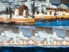 -海合安武汉极地海洋公园