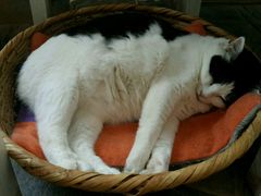 android_upload_pic-Anne猫窝咖啡屋