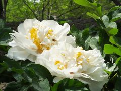 -国家植物园南园