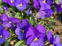 -石家庄市植物园