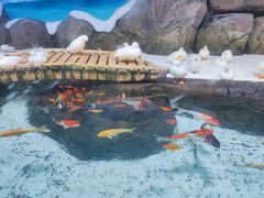 -海合安青岛极地海洋公园