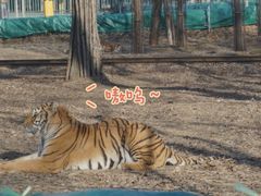 -秦皇岛野生动物园