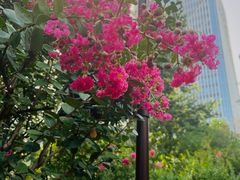 -莲花池公园