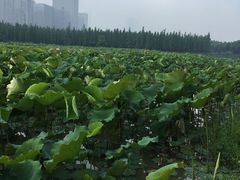 -艾溪湖湿地公园