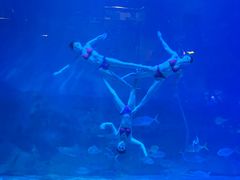 -烟台海昌鲸鲨海洋公园