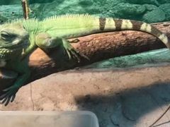 -上海大自然野生昆虫馆