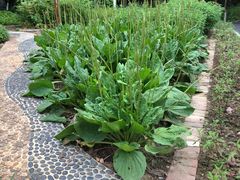 -广西壮族自治区药用植物园
