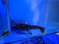 -鼓歌海鲜舫·手抓海鲜(大学城店)