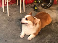 -小梁哥云吞面(黄贝岭店)