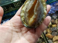 -大东海海鲜酒楼(渔人码头总店)