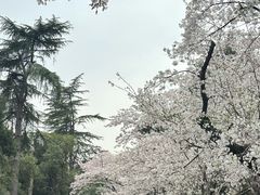 -武汉大学-樱园