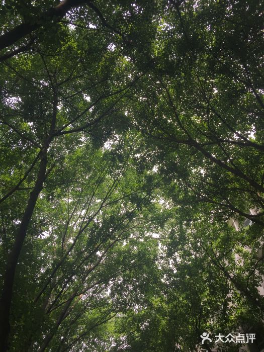 重庆市江北嘴中央商务区中央公园图片