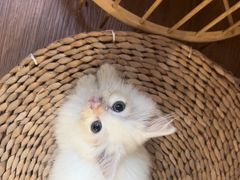 -楼上猫咖(罗湖店)