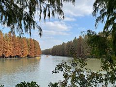 -上海海湾国家森林公园