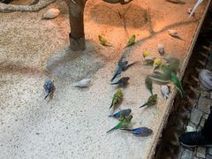 -上海大自然野生昆虫馆(东方明珠·爬宠昆虫探索中心)