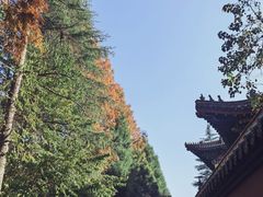 -天目山大树王景区