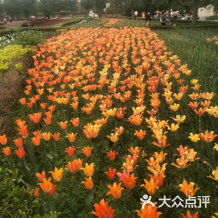 北京國際鮮花港圖片-北京其他景點-大眾點評網