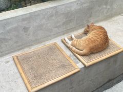 -知亘茶食