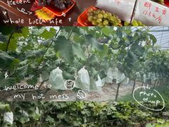 -马陆小张葡萄园农家乐