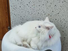 -有猫主题·治愈系猫咖(曾厝垵店)