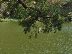 -深圳仙湖植物园