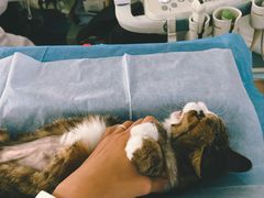 -北京赛佳动物医院