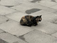 -上海滨江森林公园