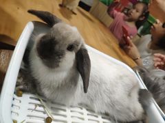 -藦茜花园宠物主题亲子互动体验馆(国顺东路店)