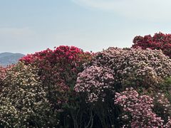 -贵州百里杜鹃风景名胜区