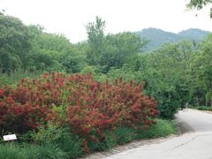 -北京西山国家森林公园