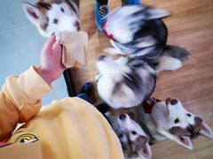 -Husky Go! 哈士奇体验馆·宠物咖啡厅狗咖