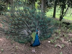 -合肥野生动物园