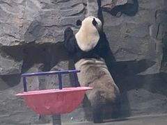 -栾川竹海野生动物园