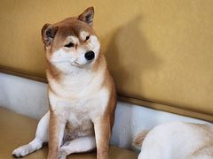 -柴の食堂·日式家庭料理·熊之肆(大学路店)
