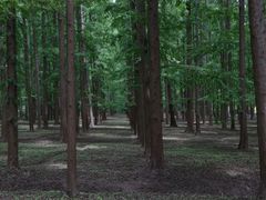-东平国家森林公园