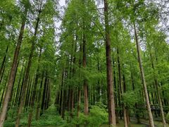 -黄海国家森林公园