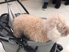 -美联众合动物医院·24h京西诊疗中心