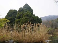 -习家池
