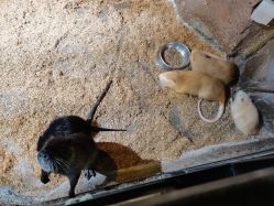 -酷嗒动物文化乐园(cutezoo西溪乐天城店)