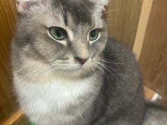 -MOCHA明星猫咖(田子坊店)