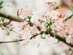 -合肥滨湖国家森林公园