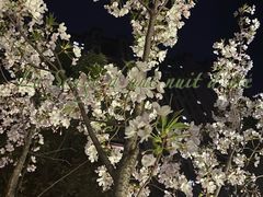 -无锡梅园公园