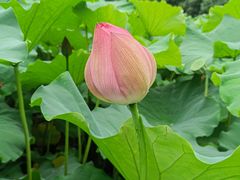 -陈家山荷花公园