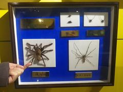 -上海昆虫博物馆