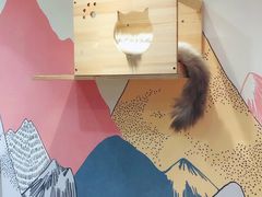 -滚猫咖啡·猫咖·猫友好撸猫(未来城店)