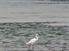 -飞来湖湿地公园