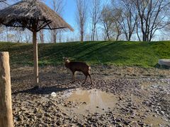 -北京野生动物园