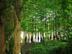 -桤木河湿地公园