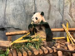 -深圳野生动物园