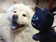 -中农大我爱我爱24h动物医院·中医针灸·猫专科·骨科医疗中心(双井店)